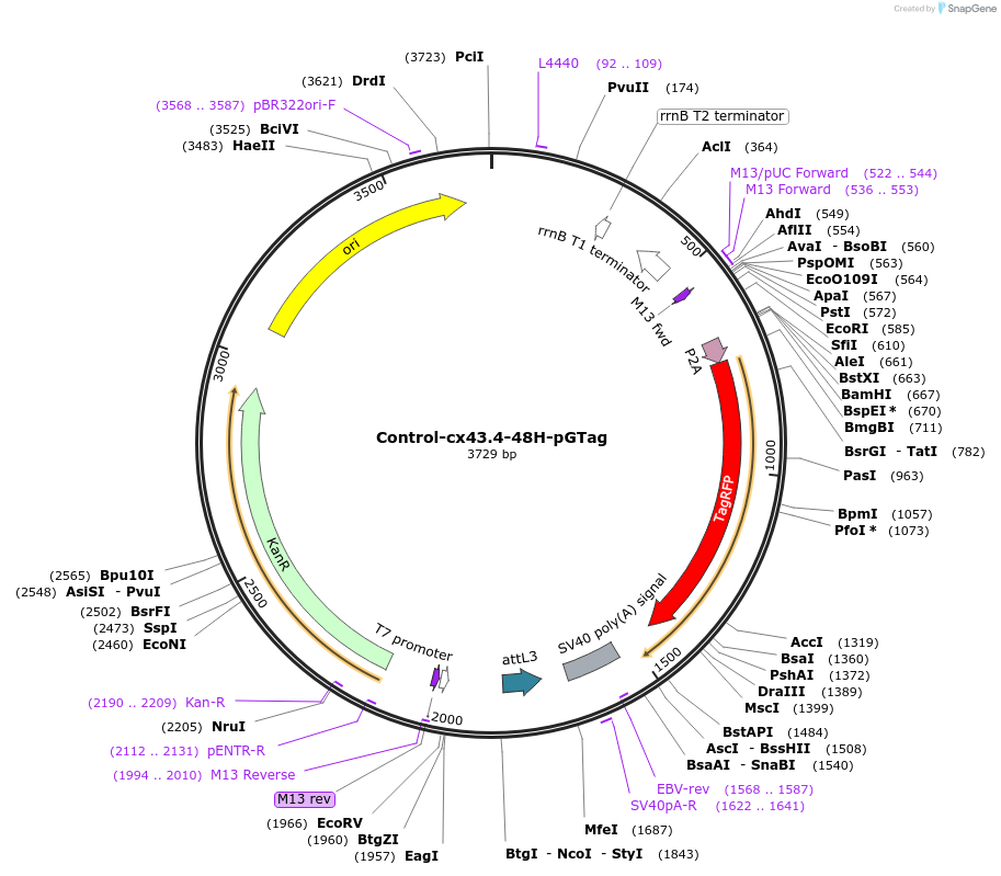 117818-plasmid-map-sequence-id-238294