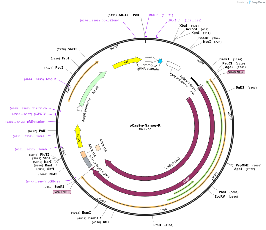 122303-plasmid-map-sequence-id-238299