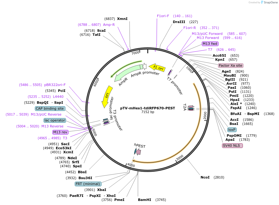 122352-plasmid-map-sequence-id-238331