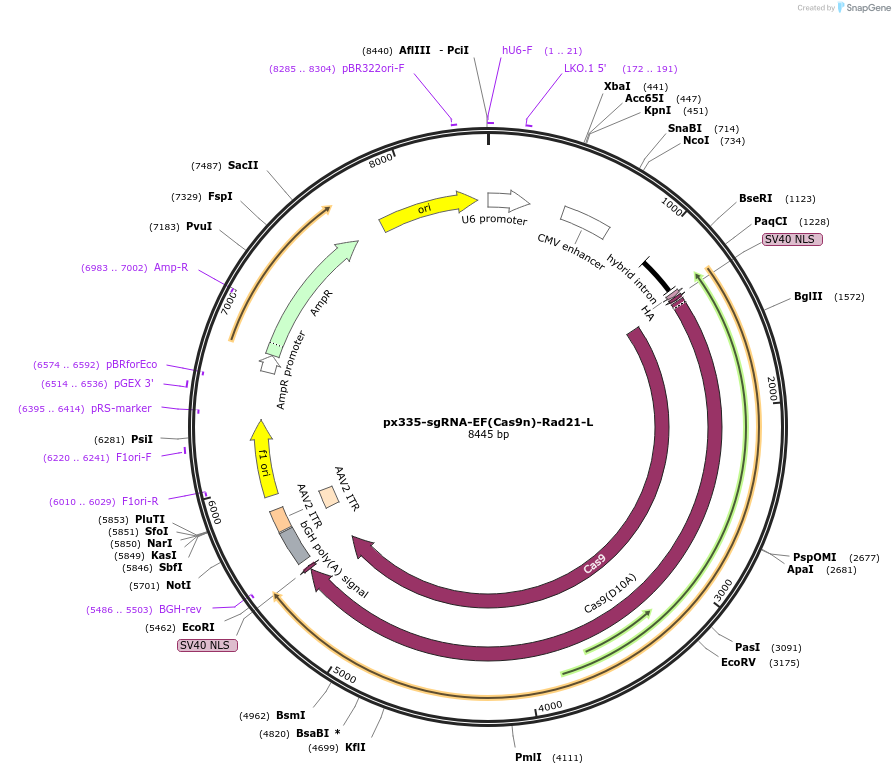 238351_map