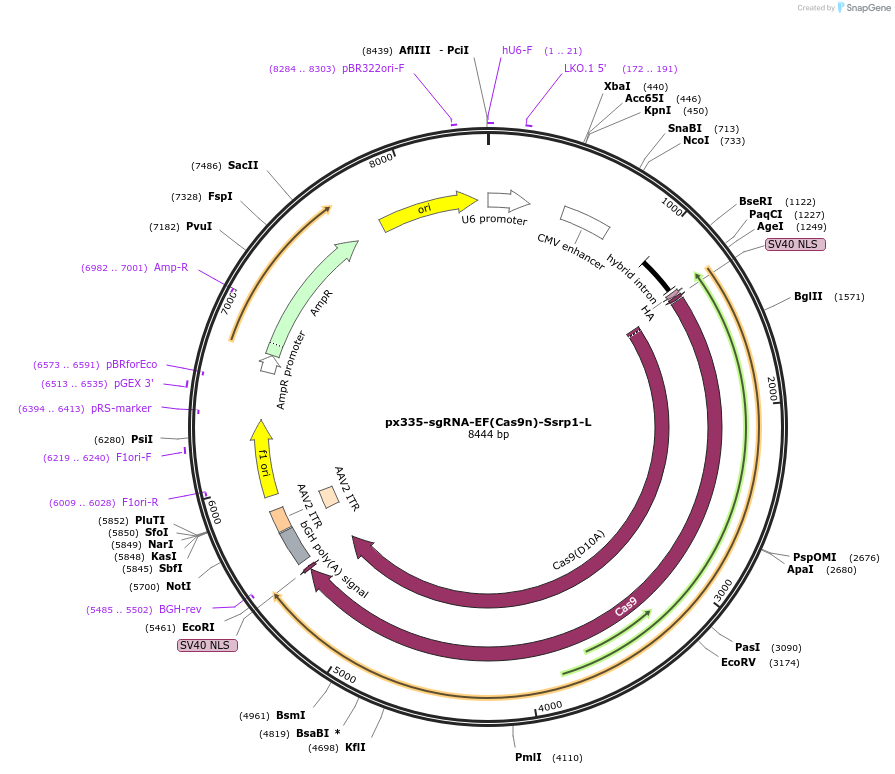 122315-plasmid-map-sequence-id-238375