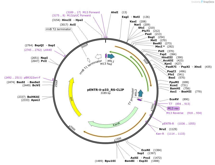 104634-plasmid-map-sequence-id-238381