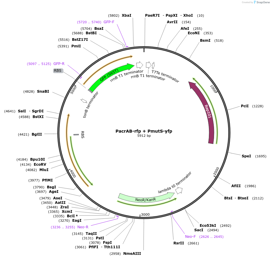 121442-plasmid-map-sequence-id-238388