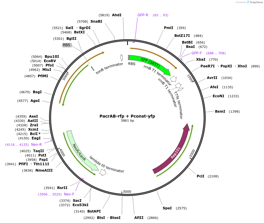 121445-plasmid-map-sequence-id-238420