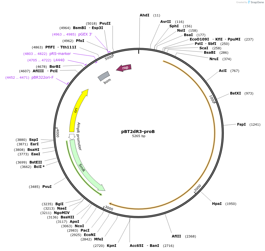 122595-plasmid-map-sequence-id-238421