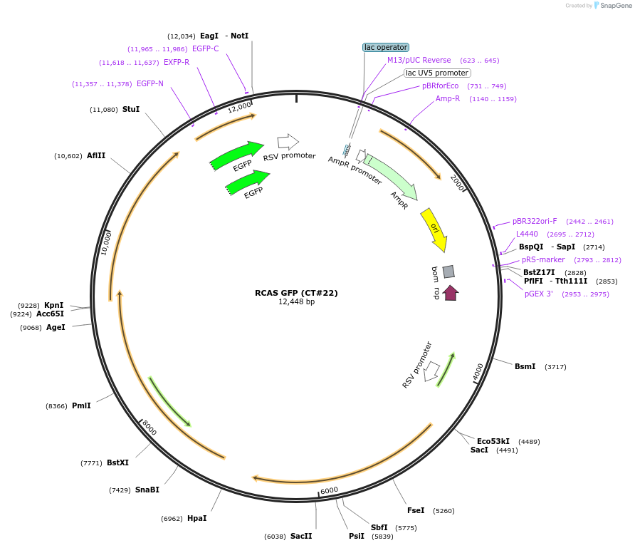 13878-plasmid-map-sequence-id-238422