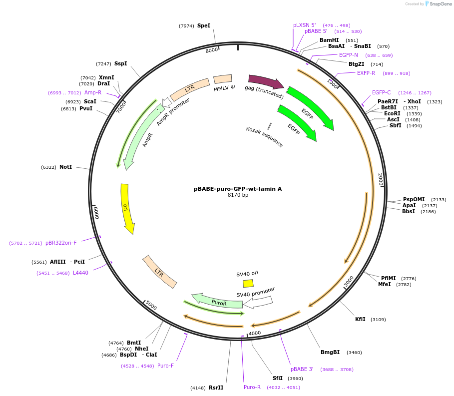 17662-plasmid-map-sequence-id-238424