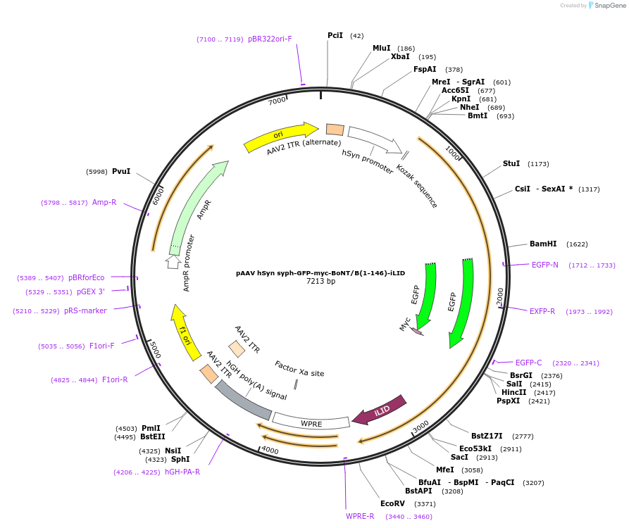 122981-plasmid-map-sequence-id-238426