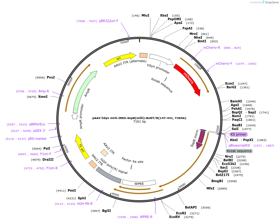 122985-plasmid-map-sequence-id-238429