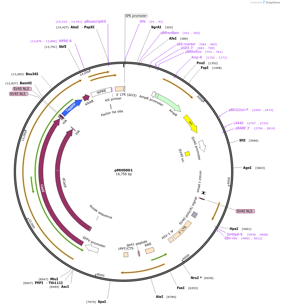 85969-plasmid-map-sequence-id-238432