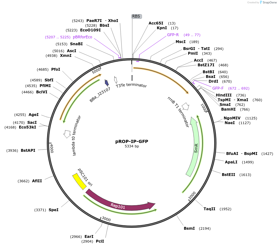 122136-plasmid-map-sequence-id-238434