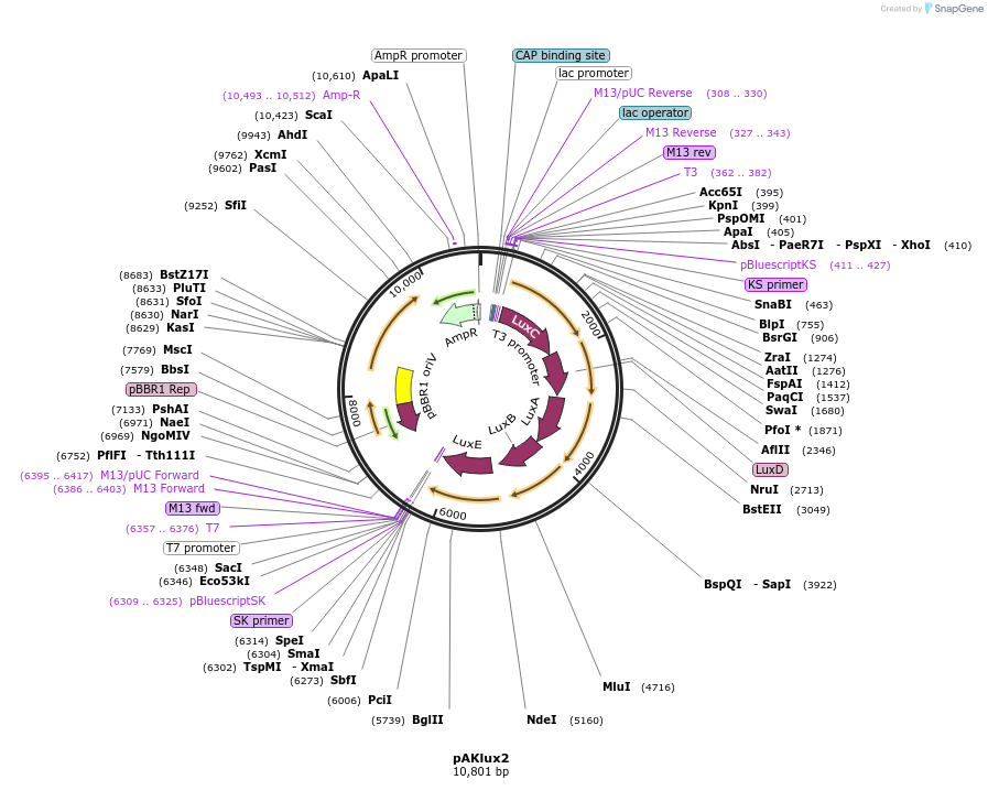 14080-plasmid-map-sequence-id-238437