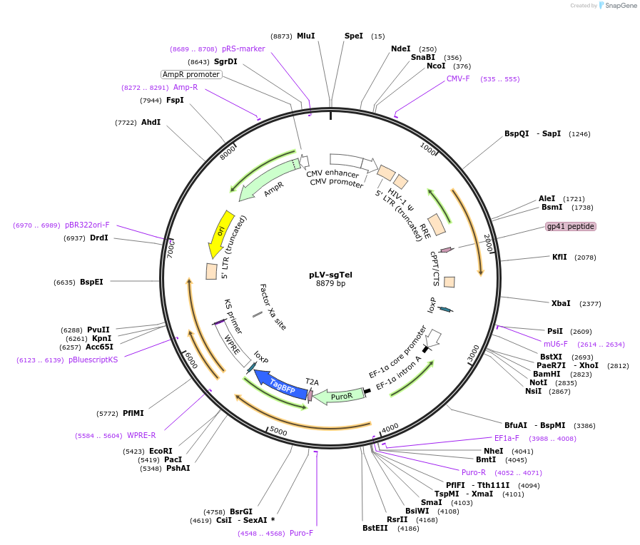 122659-plasmid-map-sequence-id-238442