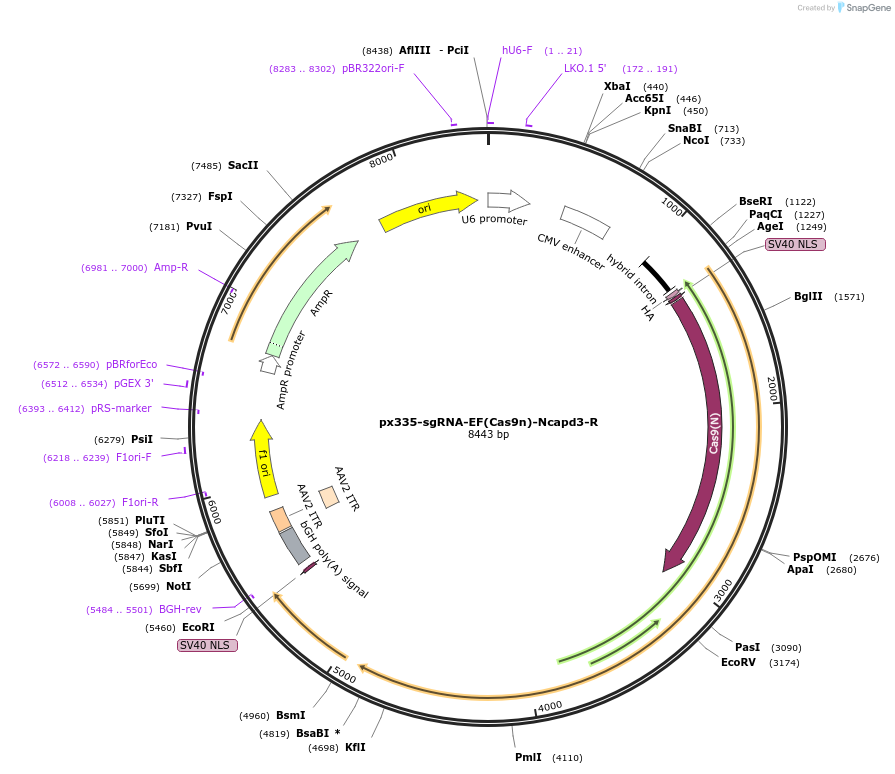 122330-plasmid-map-sequence-id-238452