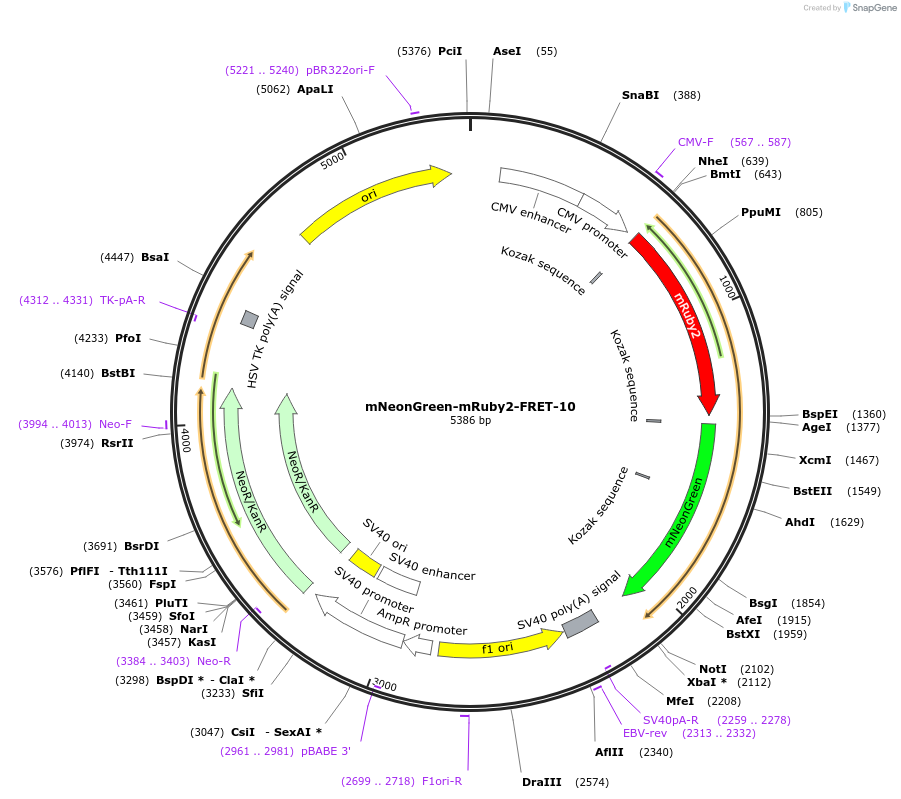 58179-plasmid-map-sequence-id-238453