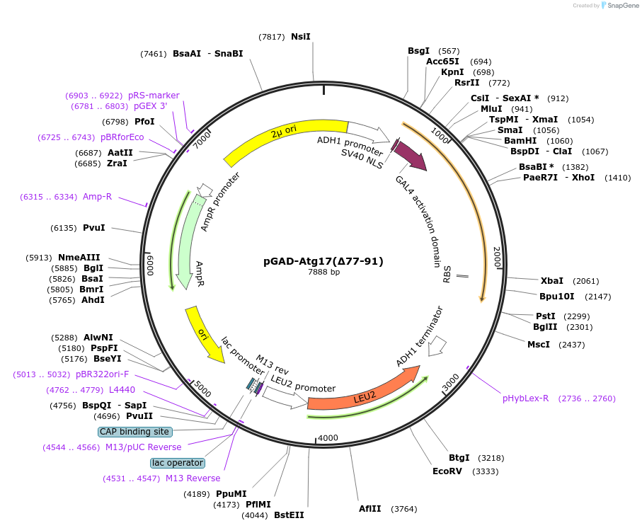 121516-plasmid-map-sequence-id-238454