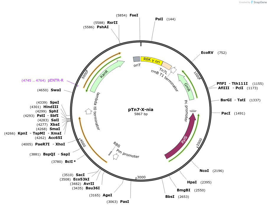 122592-plasmid-map-sequence-id-238455