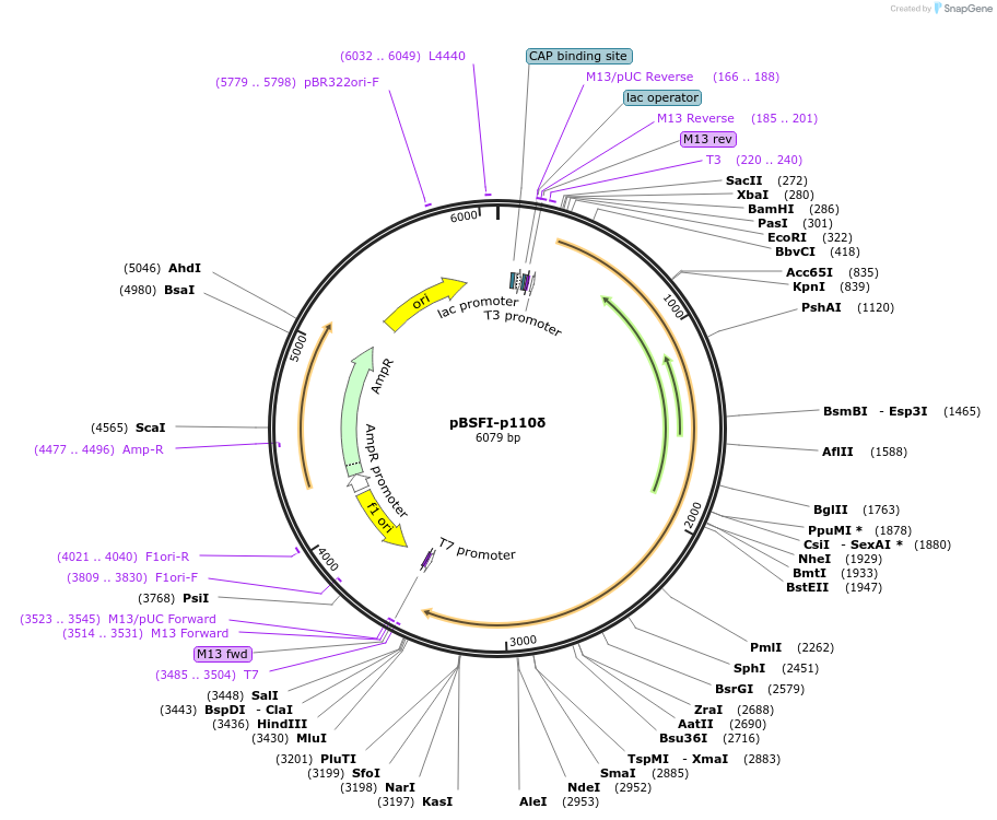 34893-plasmid-map-sequence-id-238485