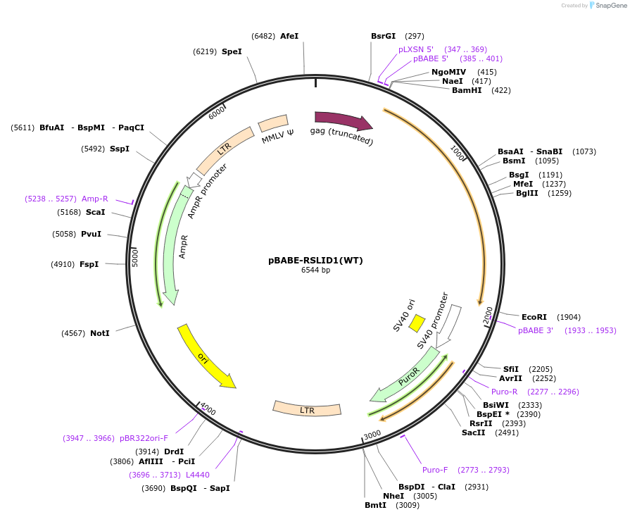 122296-plasmid-map-sequence-id-238488