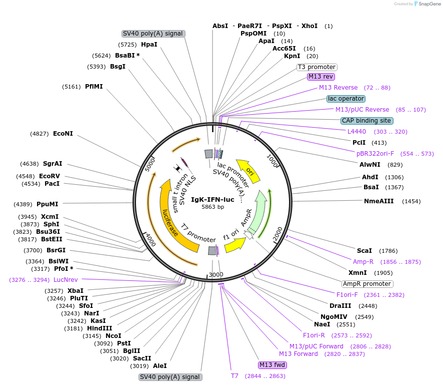 14886-plasmid-map-sequence-id-238489