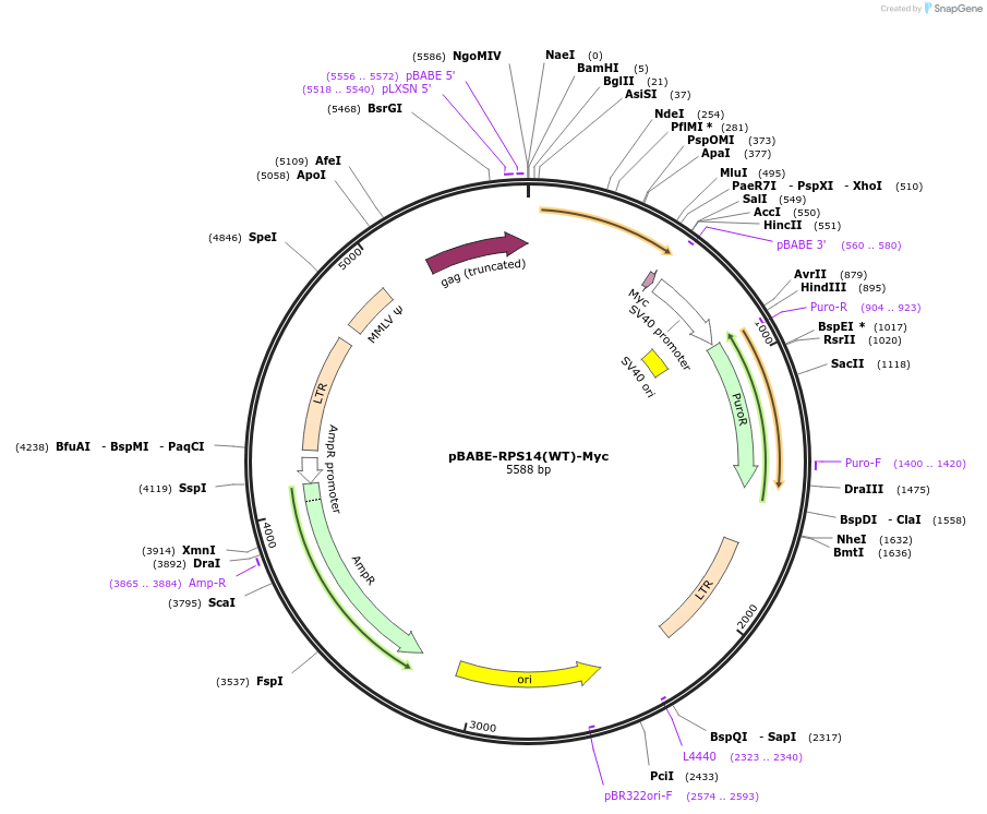 122235-plasmid-map-sequence-id-238492