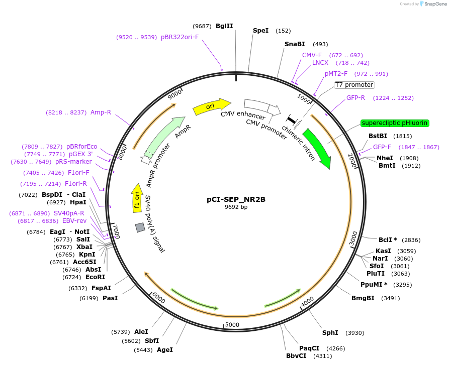 23998-plasmid-map-sequence-id-238493