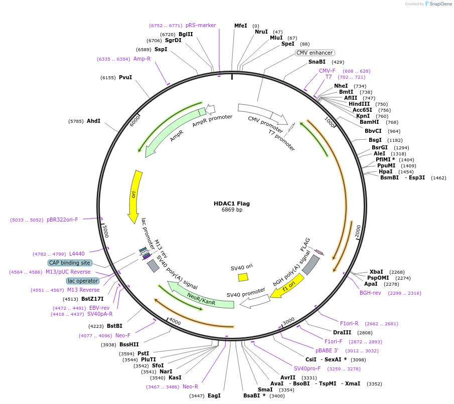 13820-plasmid-map-sequence-id-238496