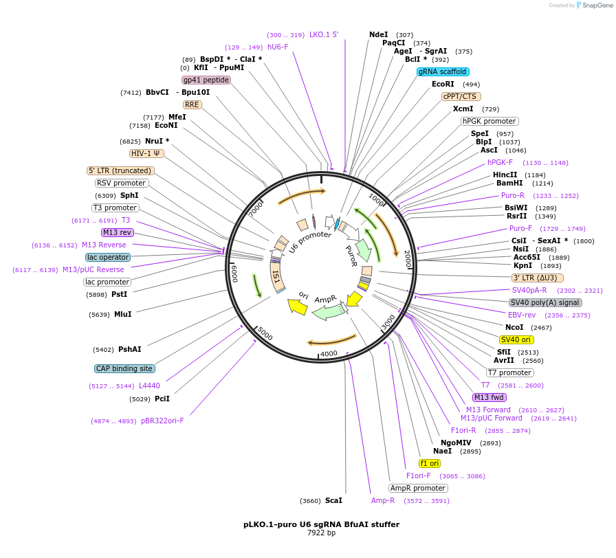 50920-plasmid-map-sequence-id-238505