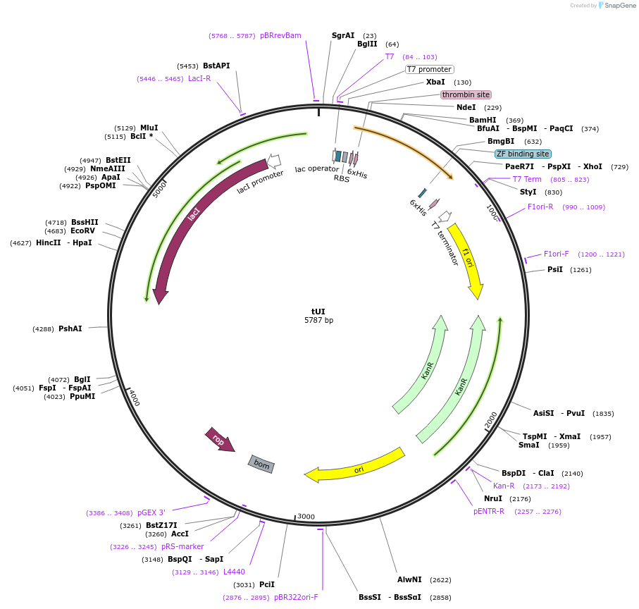 122661-plasmid-map-sequence-id-238506