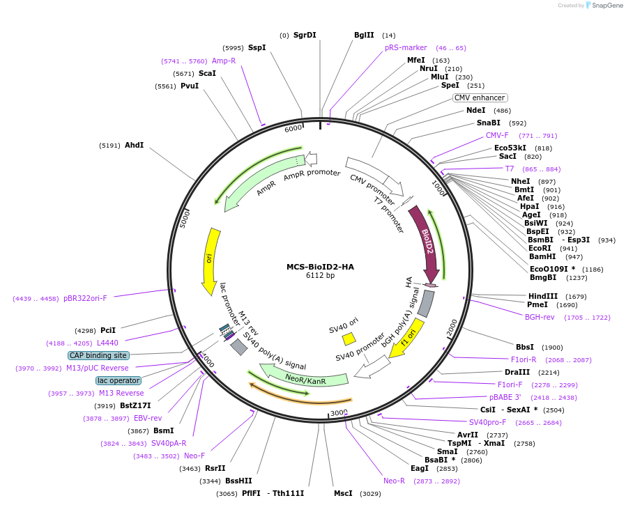 74224-plasmid-map-sequence-id-238509