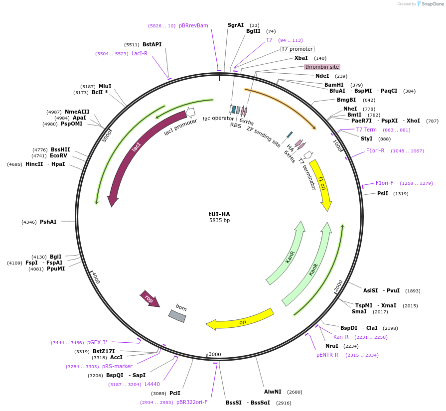 122662-plasmid-map-sequence-id-238510