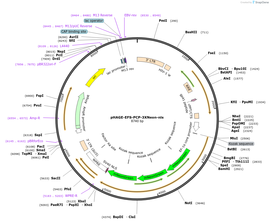75386-plasmid-map-sequence-id-238511