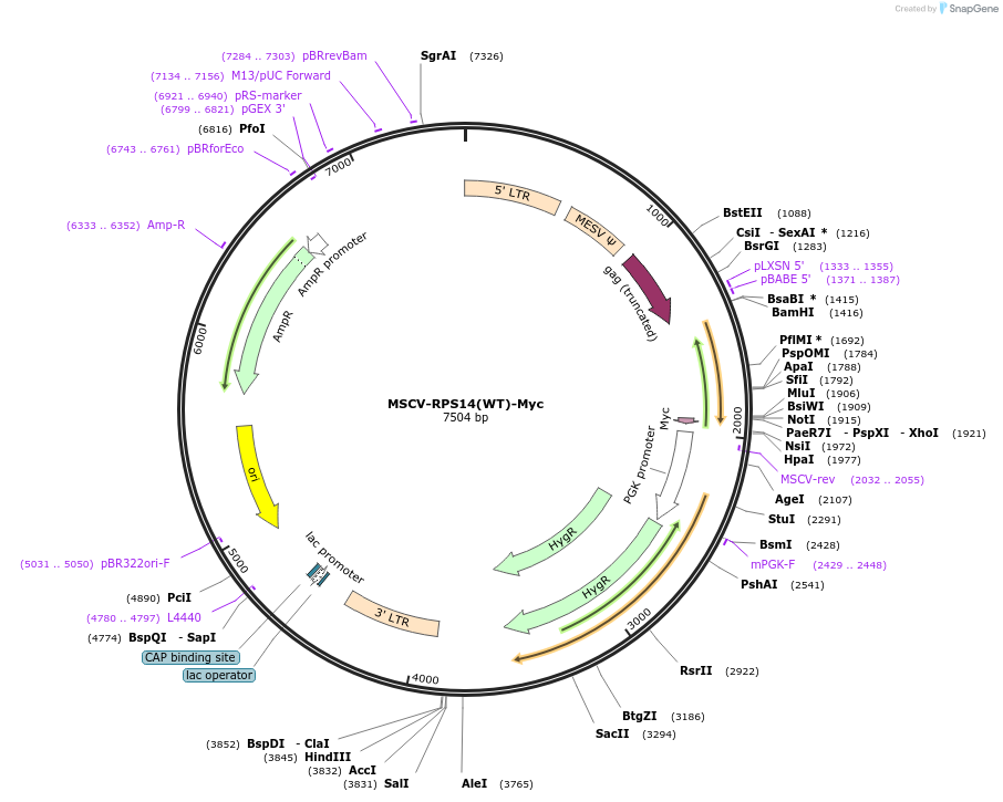 122236-plasmid-map-sequence-id-238518