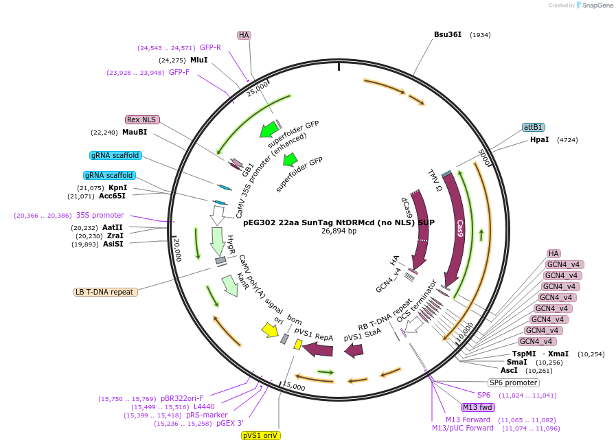 115490-plasmid-map-sequence-id-238520