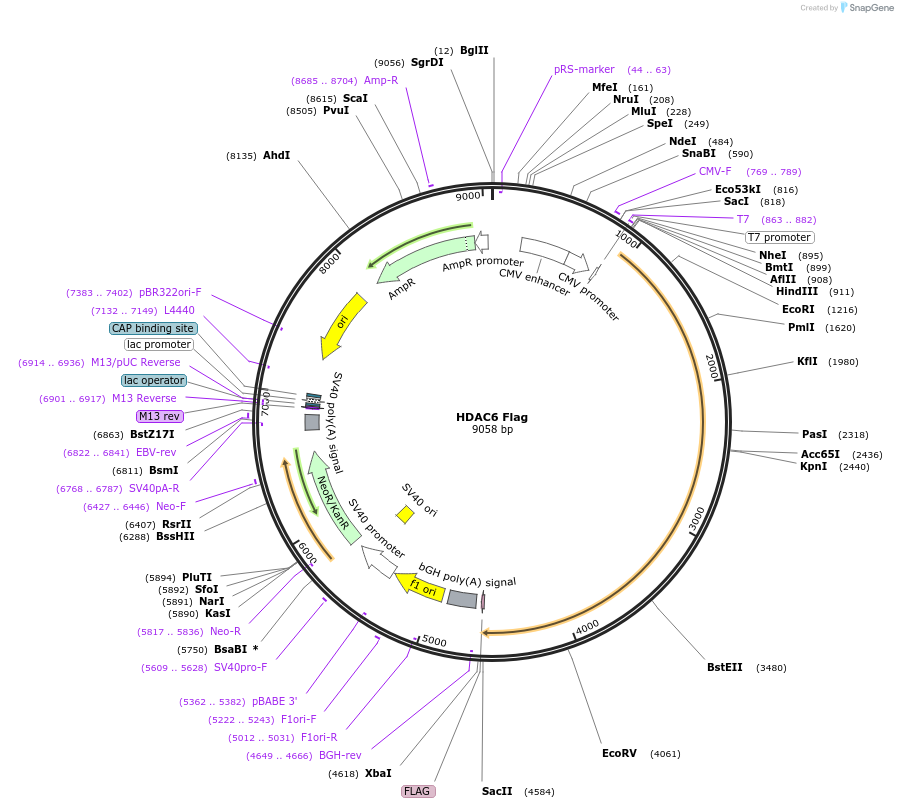 13823-plasmid-map-sequence-id-238527