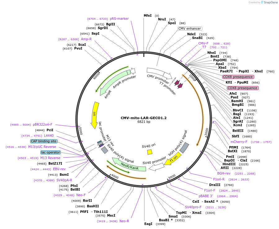 61245-plasmid-map-sequence-id-238528