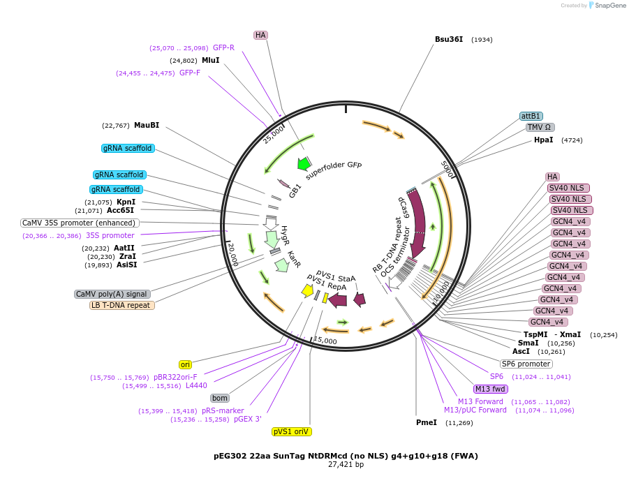 117168-plasmid-map-sequence-id-238529