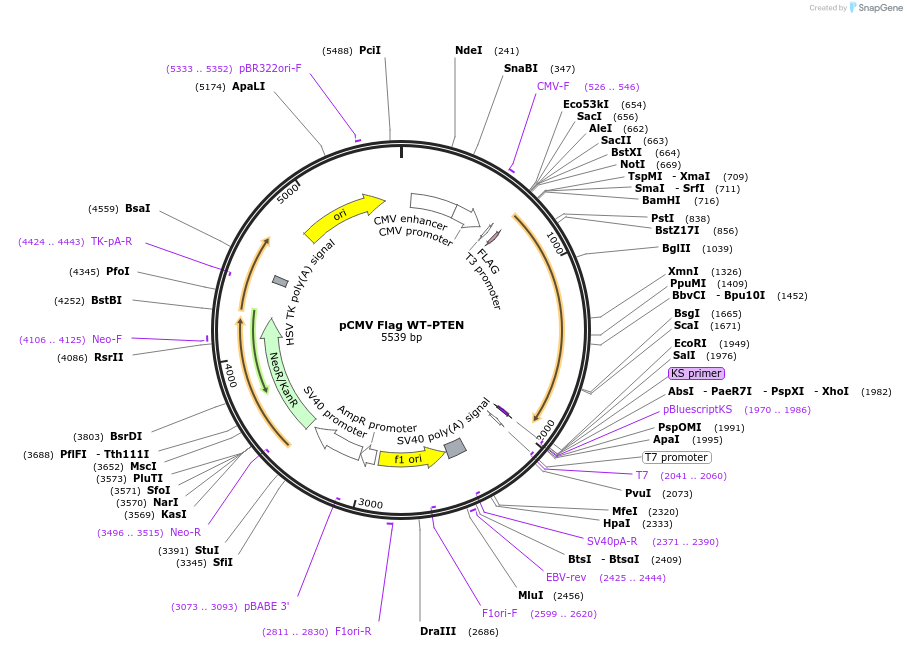 22231-plasmid-map-sequence-id-238532