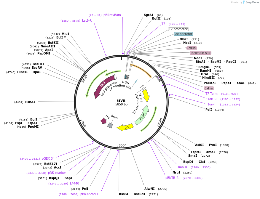 122663-plasmid-map-sequence-id-238534
