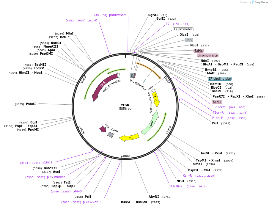 122664-plasmid-map-sequence-id-238535
