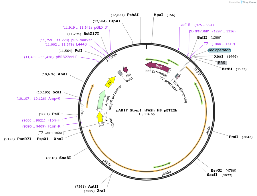 122846-plasmid-map-sequence-id-238539