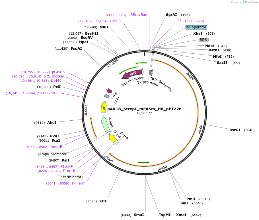 122847-plasmid-map-sequence-id-238541