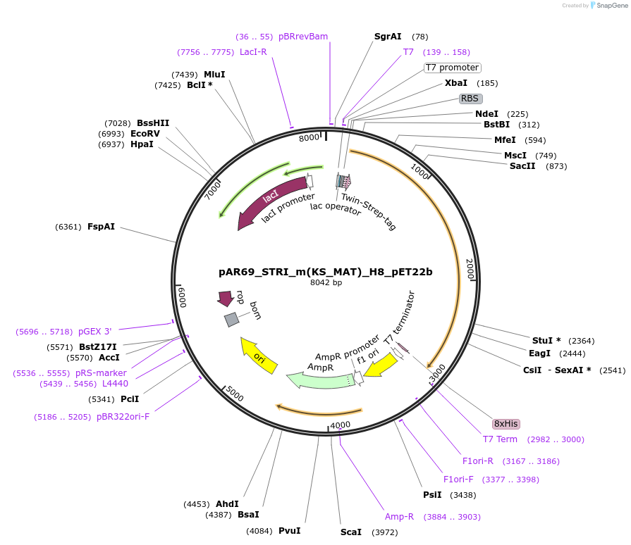 122849-plasmid-map-sequence-id-238542