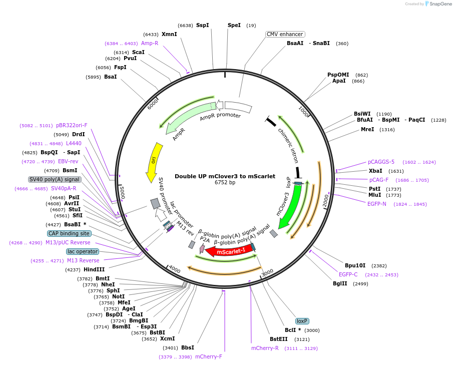 120262-plasmid-map-sequence-id-238543