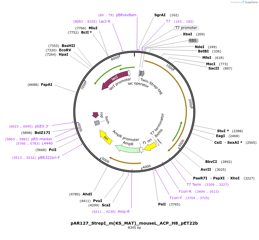 122850-plasmid-map-sequence-id-238544