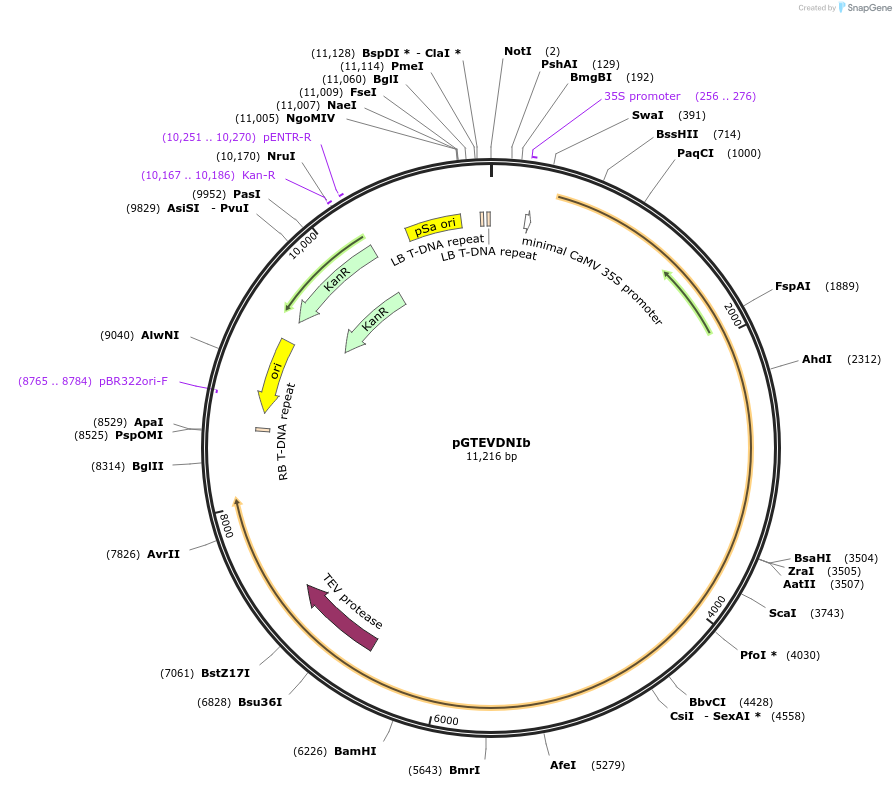 122530-plasmid-map-sequence-id-238564