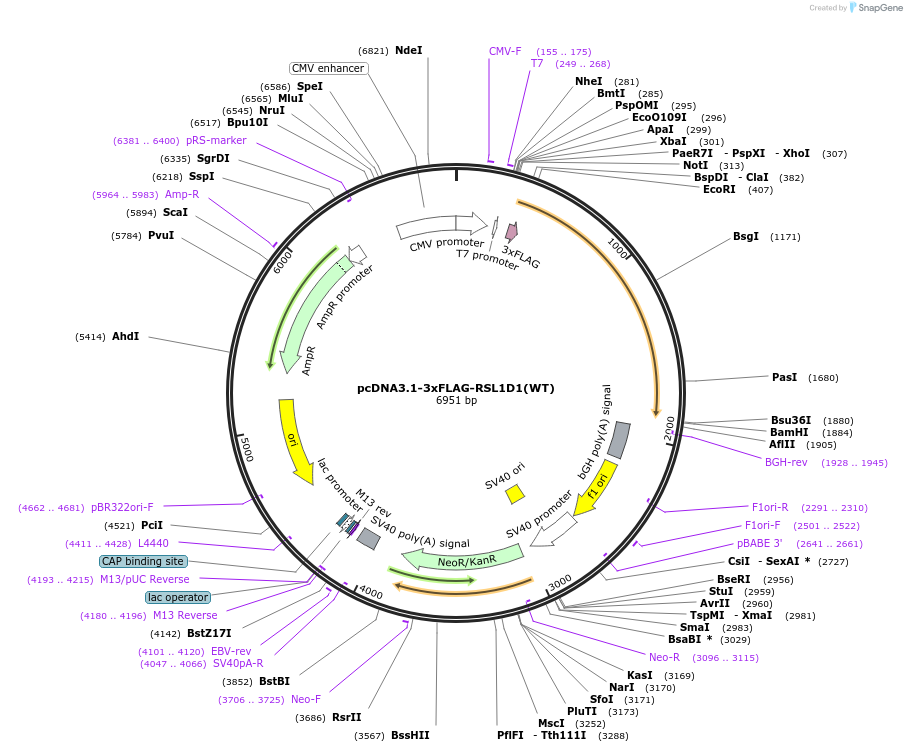 122301-plasmid-map-sequence-id-238569