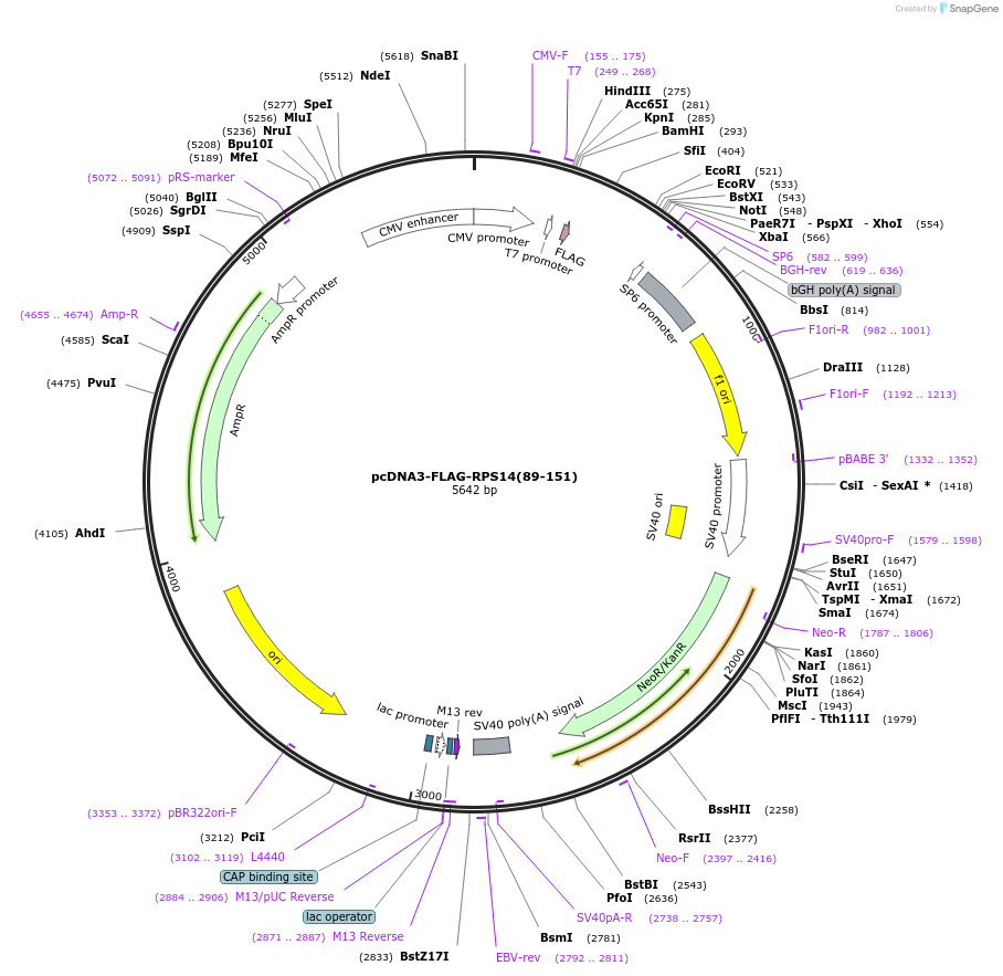 122299-plasmid-map-sequence-id-238571