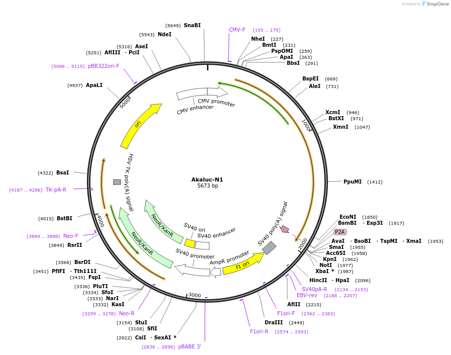 120371-plasmid-map-sequence-id-238576