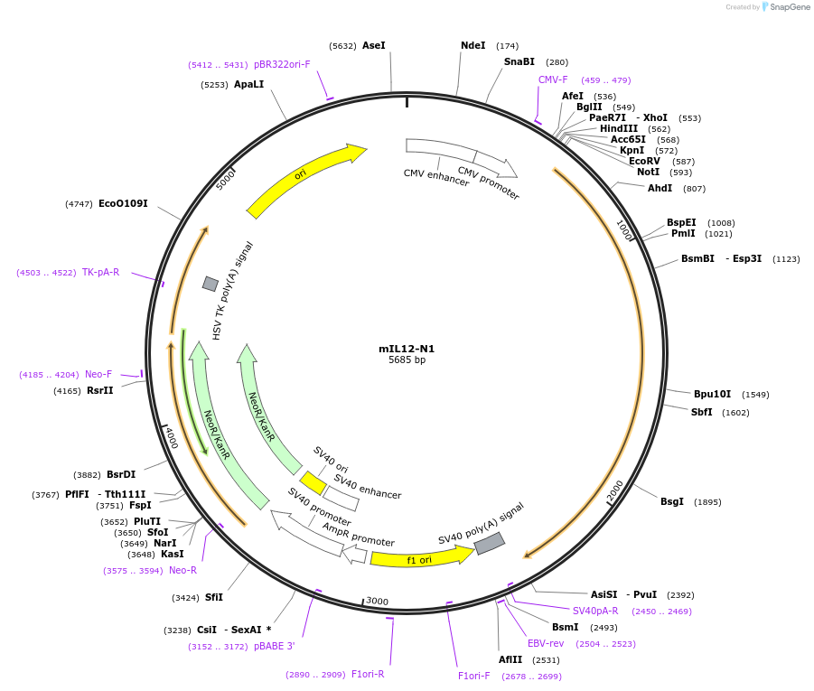 123139-plasmid-map-sequence-id-238577